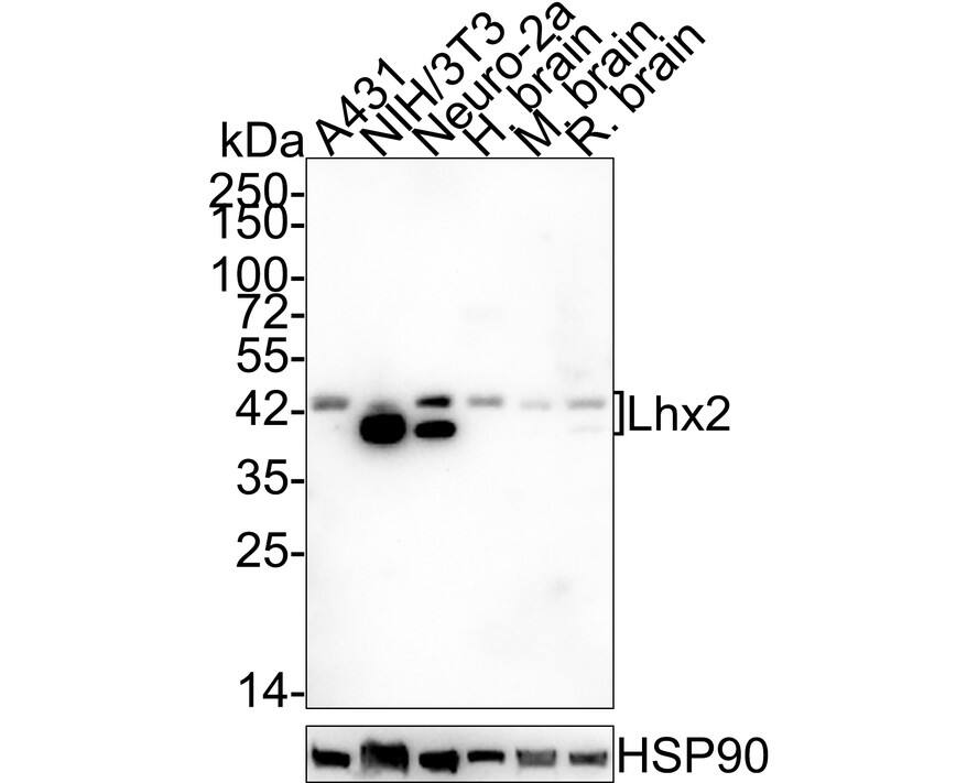 LHX2 Antibody (JE54-99)