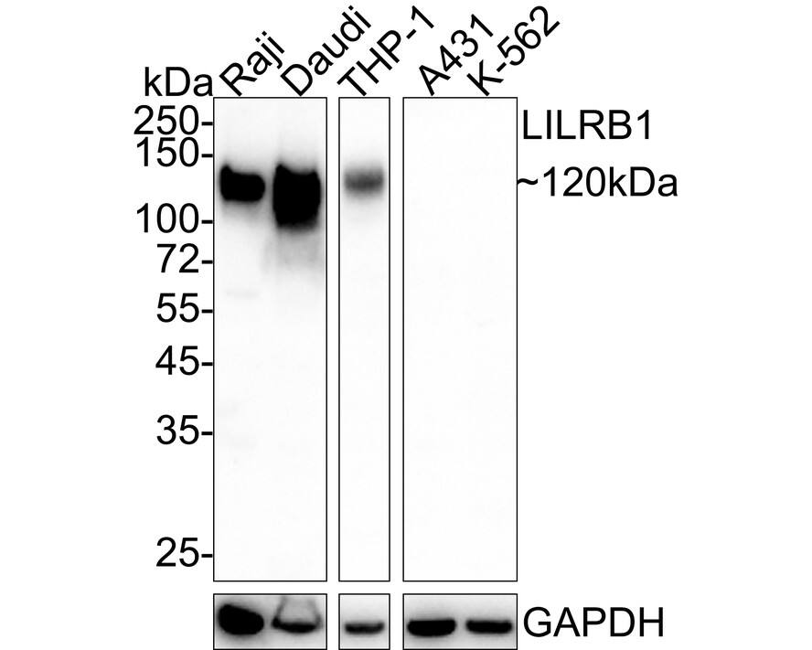 ILT2/CD85j/LILRB1 Antibody (PSH04-59)