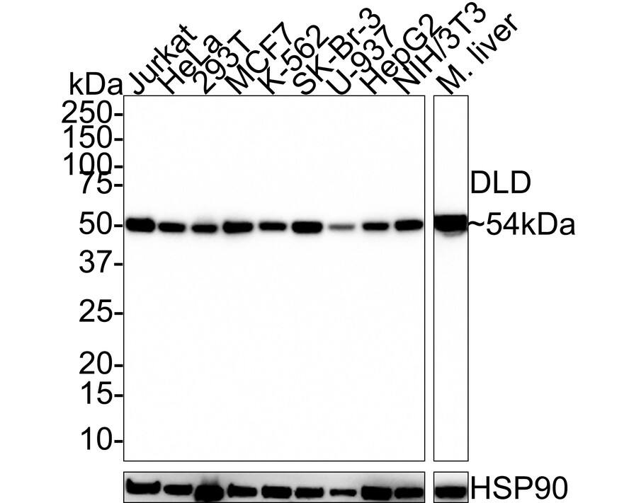 Dihydrolipoamide Dehydrogenase/DLD Antibody (PSH0-83)