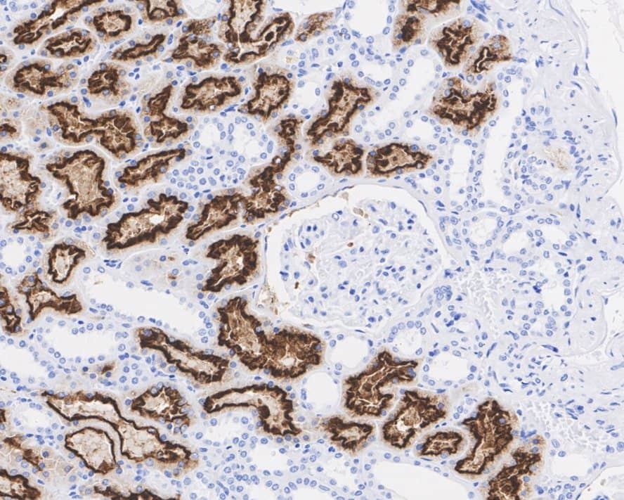 LRP2 Antibody (PSH02-91)