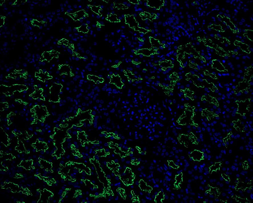 LRP2 Antibody (PSH02-91)