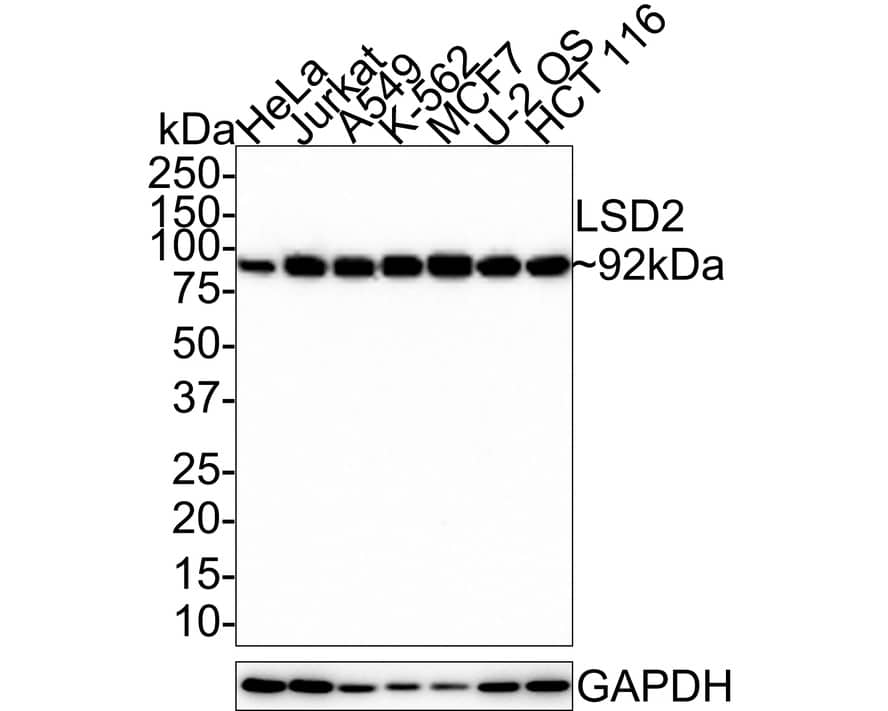 AOF1 Antibody (JE32-40)