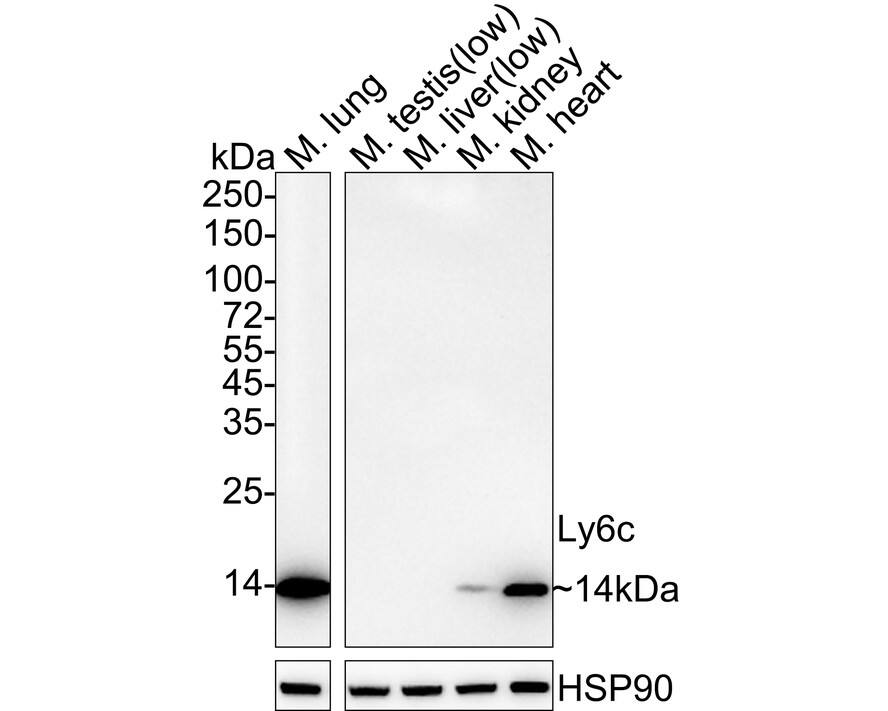 Ly-6C Antibody (PSH04-51) Western Blot: Ly-6C Antibody (PSH04-51) [NBP3-32548]