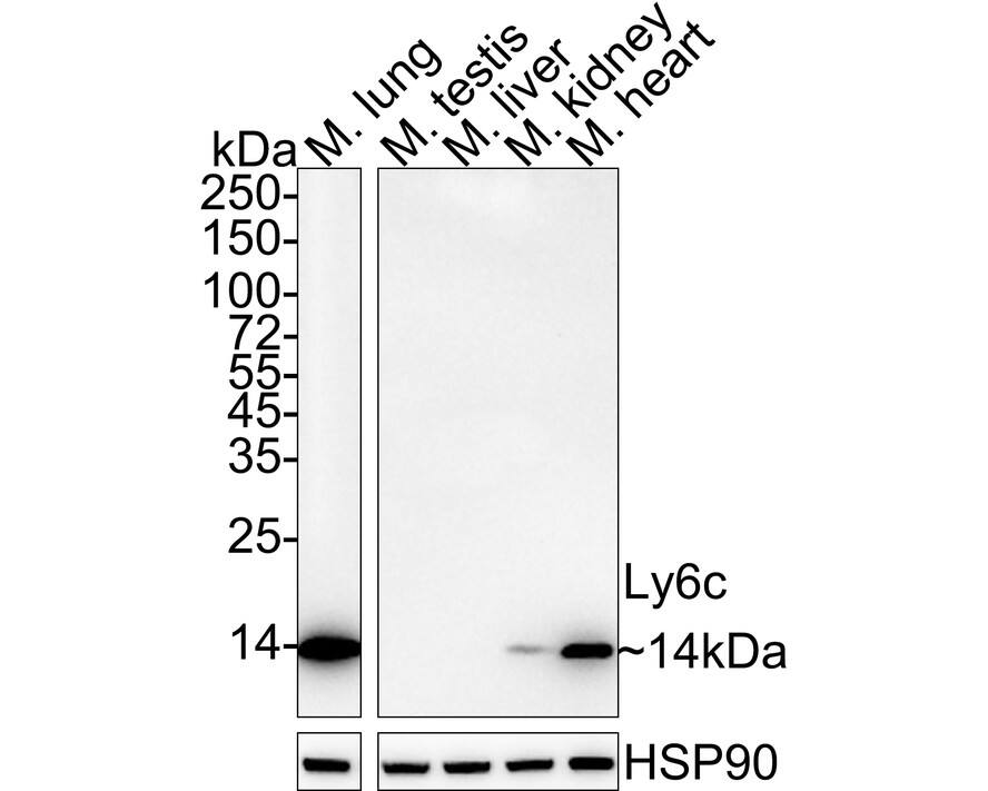 Ly-6C Antibody (PSH04-51)