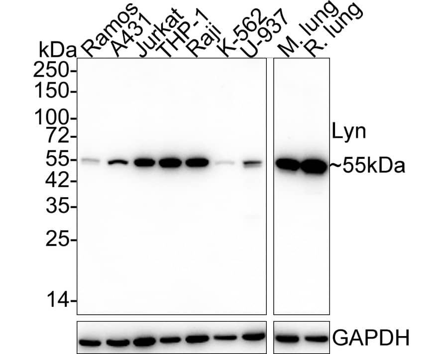 Lyn Antibody (JE44-75)