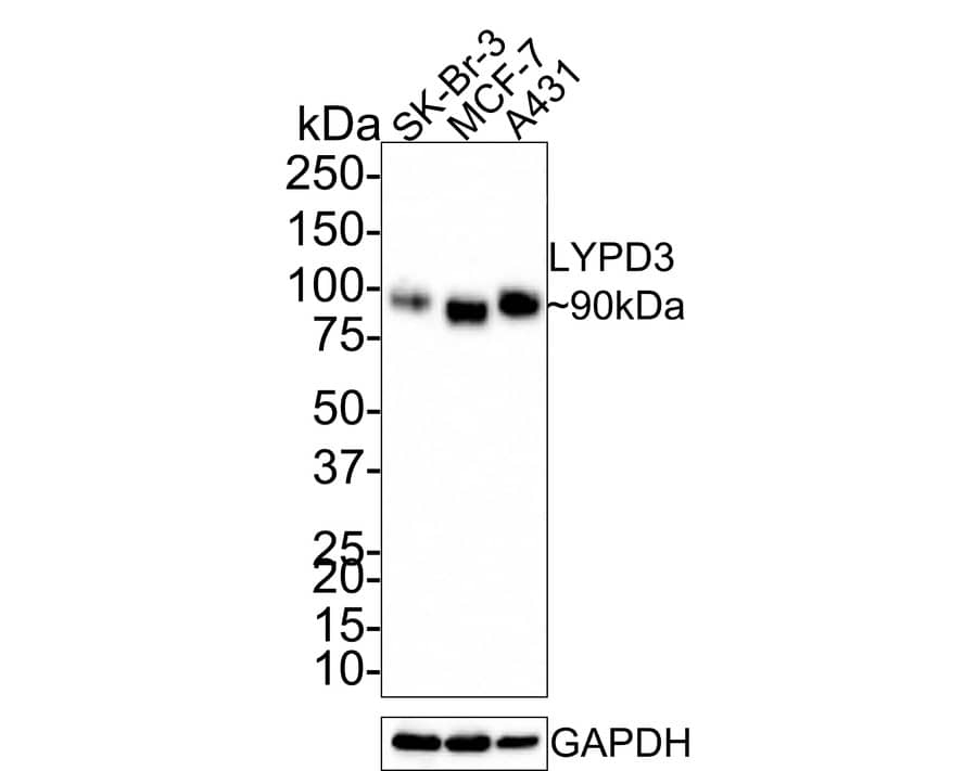 C4.4A/LYPD3 Antibody (PS00-59)