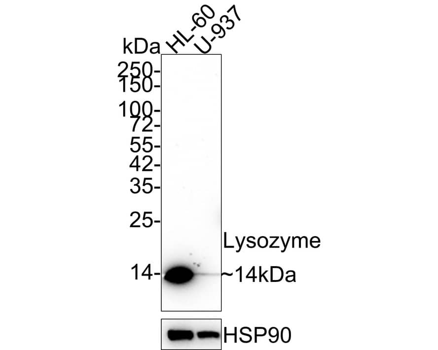 Lysozyme Antibody (A5A8-R)