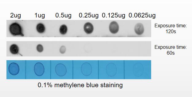 N6-methyladenosine (m6A) Antibody (1G1)