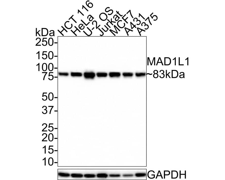 MAD1L1/MAD1 Antibody (JE35-54)