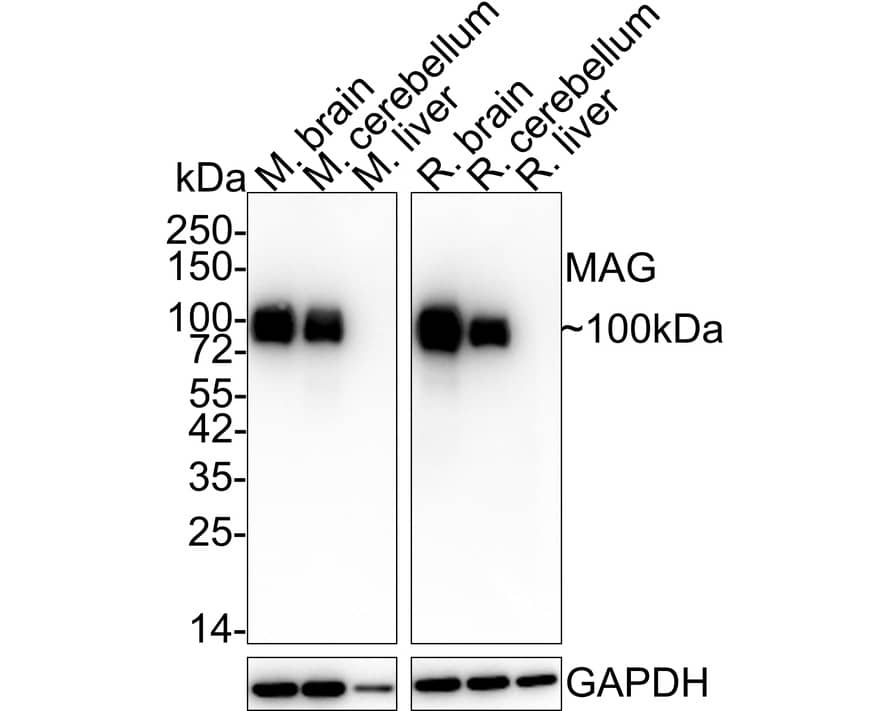 MAG/Siglec-4a Antibody (PSH02-41)