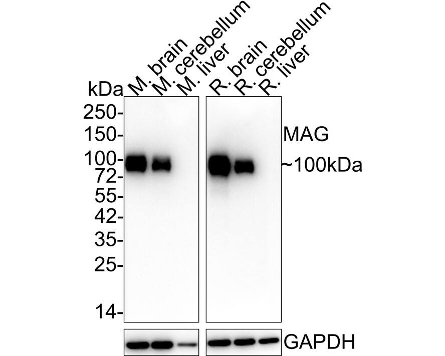 MAG/Siglec-4a Antibody (PSH02-42)