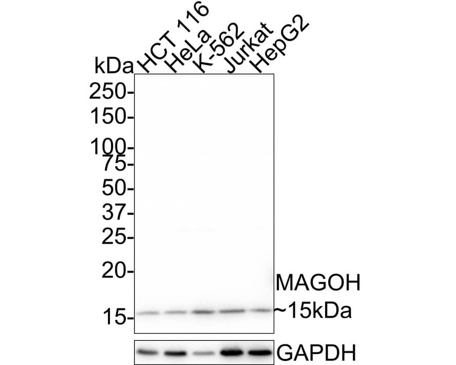 MAGOH Antibody (JE33-53)