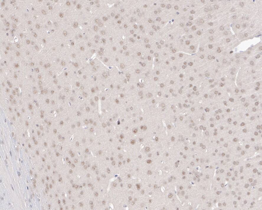 MAGOH Antibody (JE33-53)