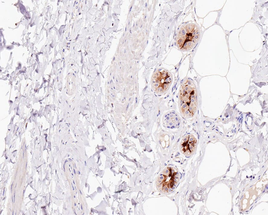 Mammaglobin A Antibody (A9A2-R)