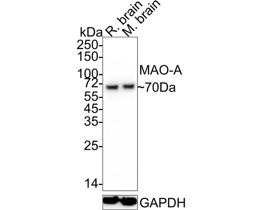 MAO-A Antibody (5D1-R)