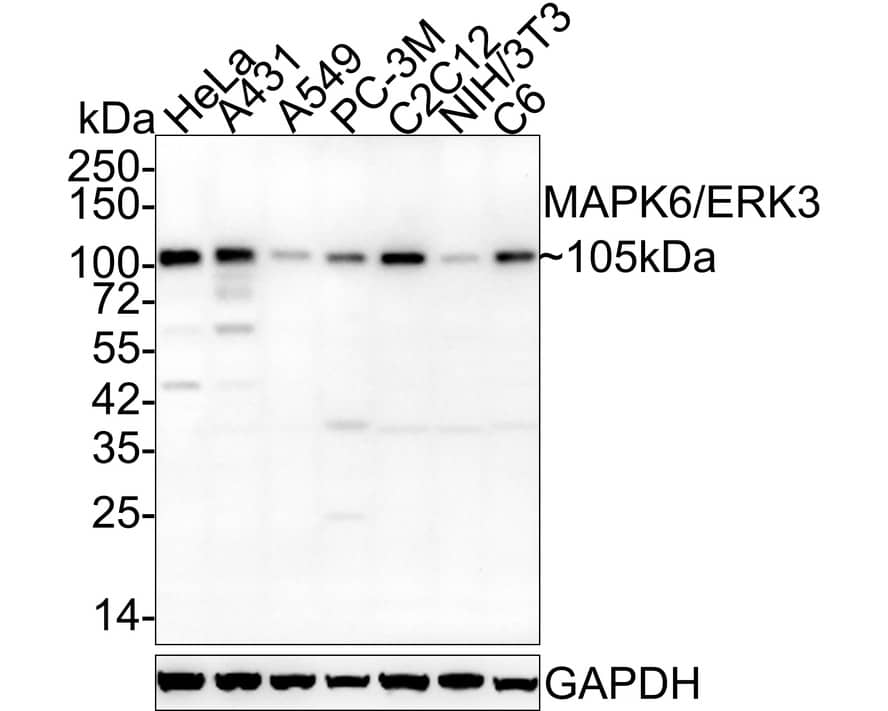 ERK3/MAPK6 Antibody (PSH03-39)