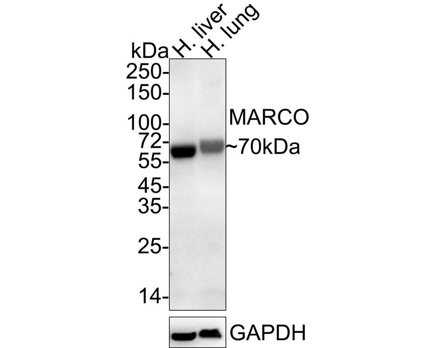 MARCO Antibody (PSH04-31)