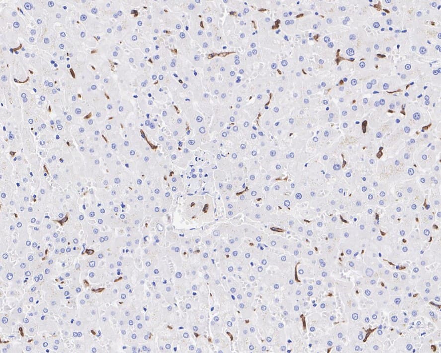 MARCO Antibody (PSH04-31)