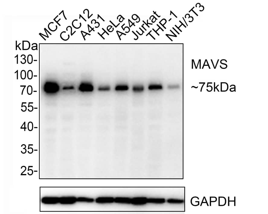 MAVS Antibody (PSH0-30)