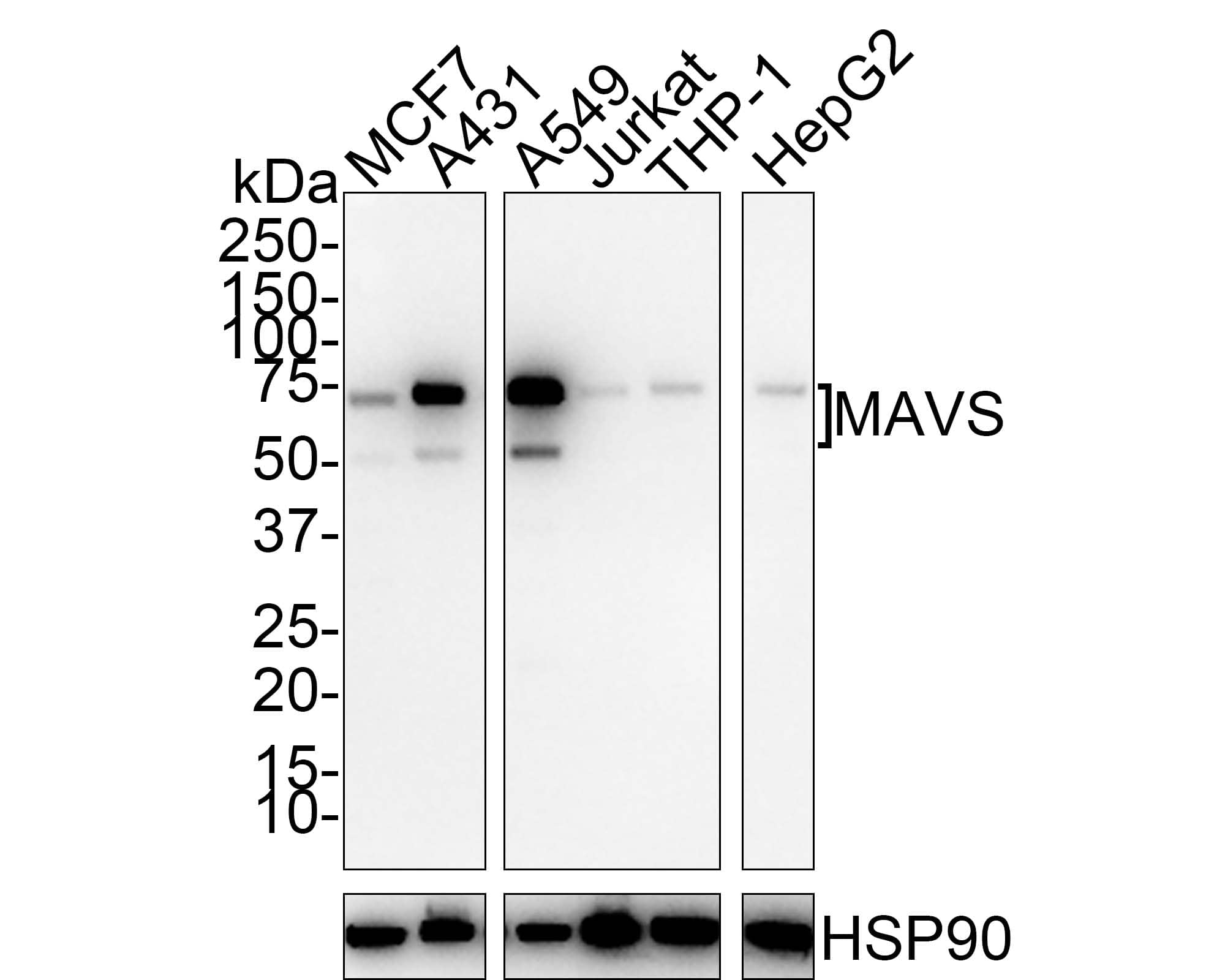 MAVS Antibody (PSH01-65)