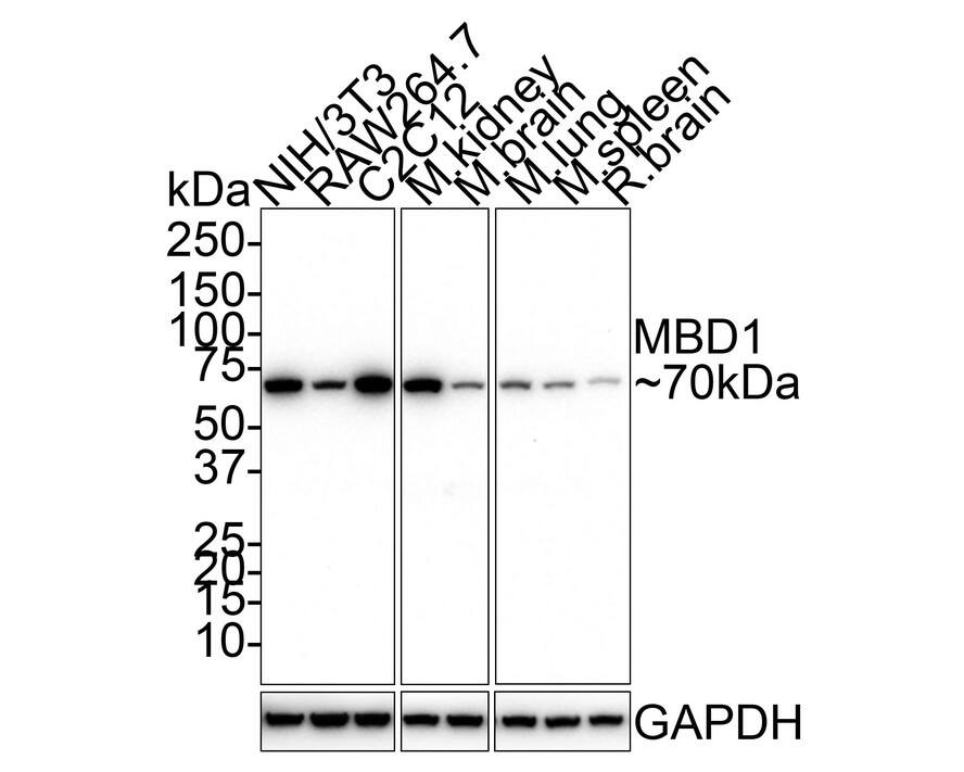 MBD1 Antibody (PSH01-79)