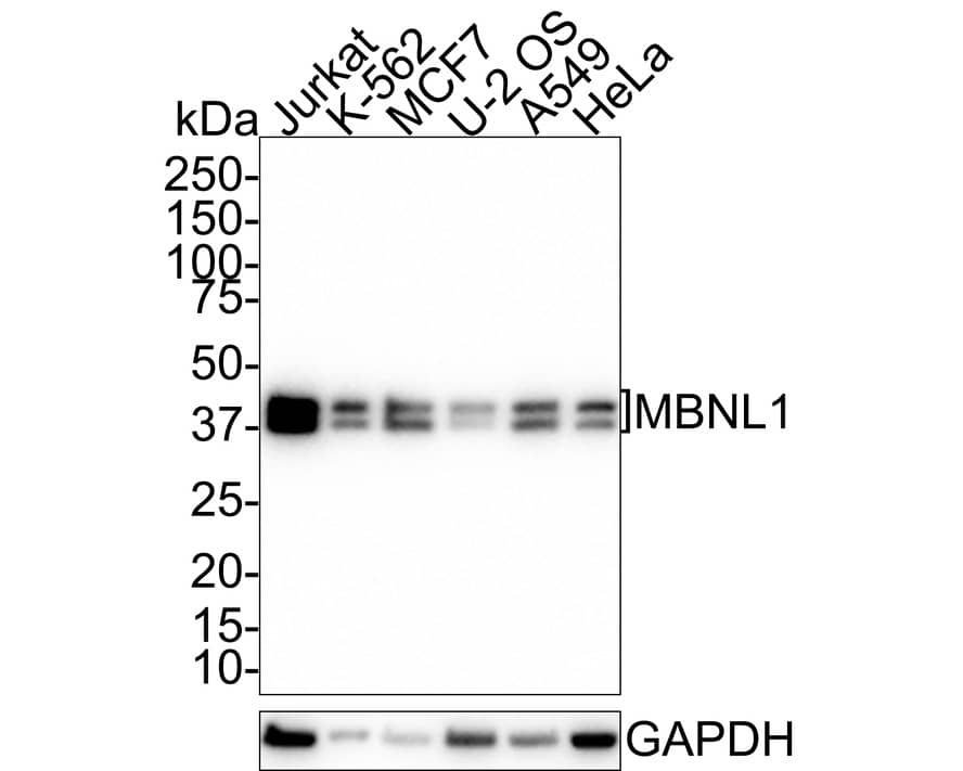 Muscleblind-like 1 Antibody (JE38-34)