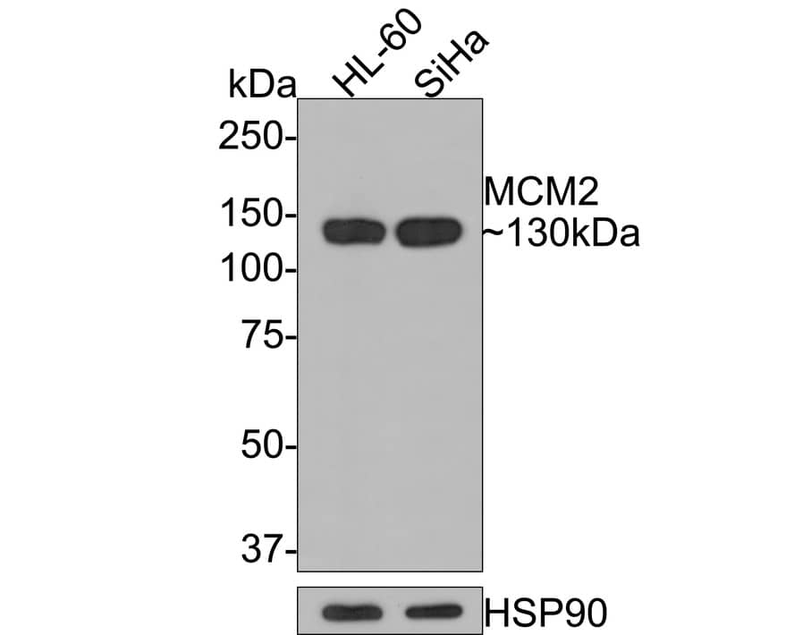 MCM2 Antibody (PD00-90)