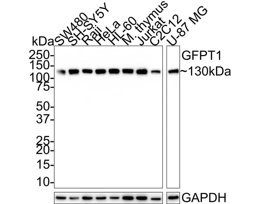 MCM2 Antibody (JE42-39)