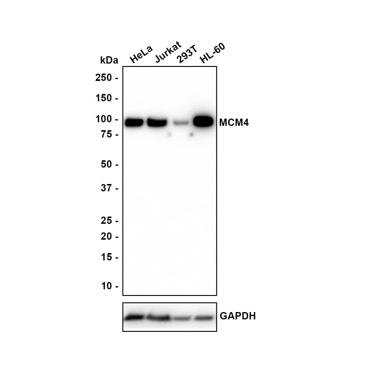 MCM4 Antibody (JE38-76) Western Blot: MCM4 Antibody (JE38-76) [NBP3-32578]