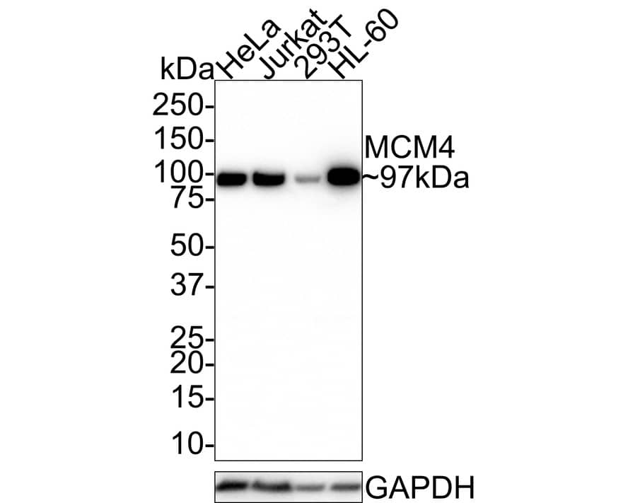 MCM4 Antibody (JE38-76)