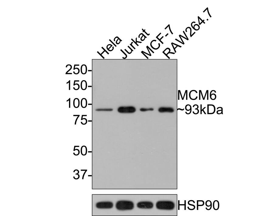 MCM6 Antibody (JE65-68)