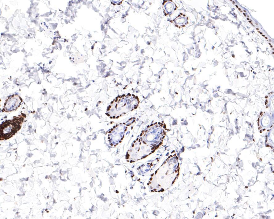 MCM6 Antibody (JE65-68)