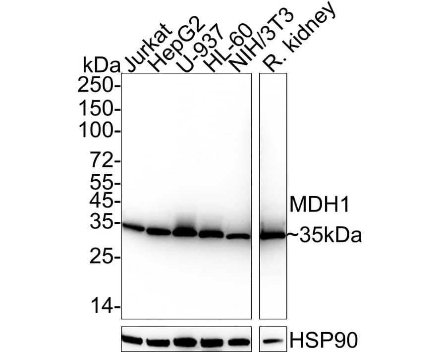 MDH1 Antibody (JE35-03)