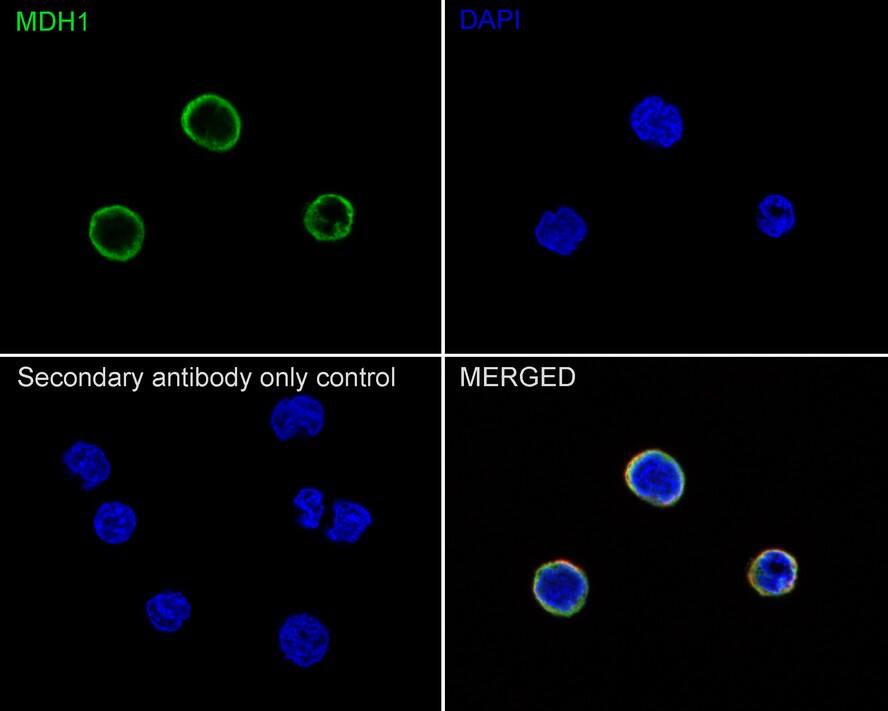 MDH1 Antibody (JE35-03)