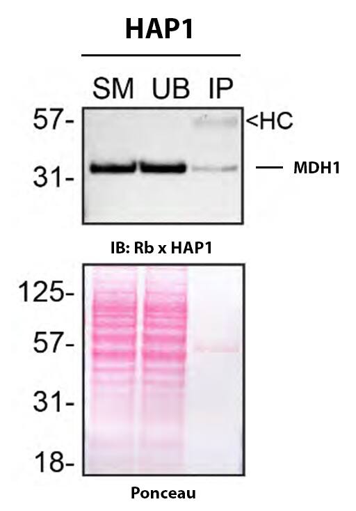 MDH1 Antibody (JE35-03) Detection of MDH1 by Immunoprecipitation.
