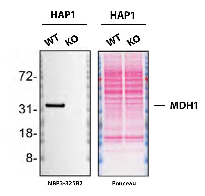 MDH1 Antibody (JE35-03) Western Blot Shows MDH1 Specificity Using Knockout Cell Line.