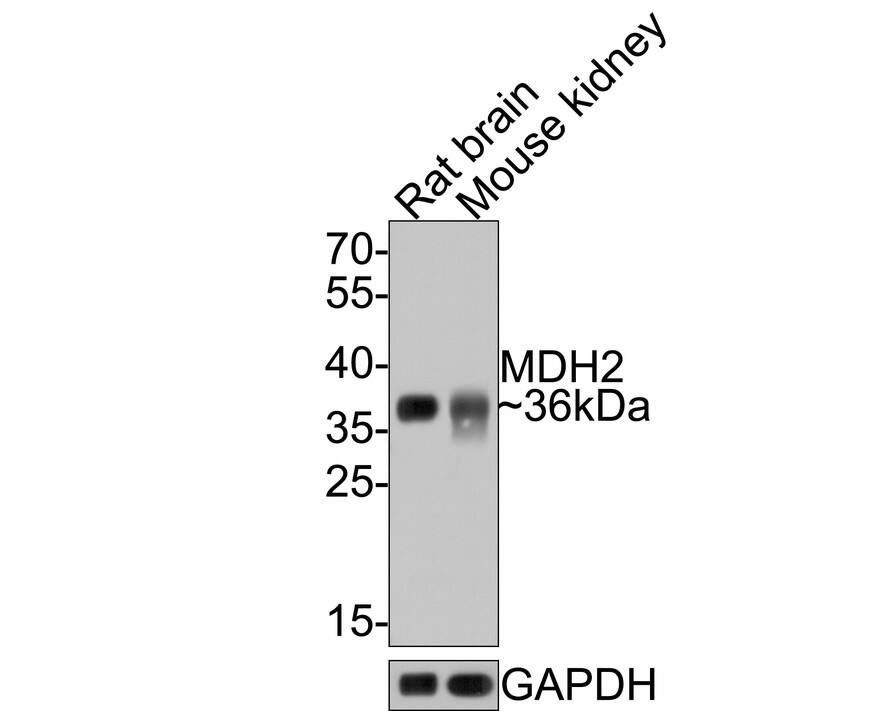 MDH2 Antibody (JE64-68) Western Blot: MDH2 Antibody (JE64-68) [NBP3-32583]