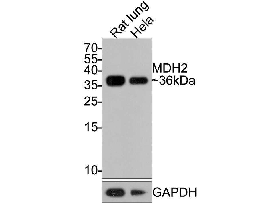 MDH2 Antibody (JE64-68)