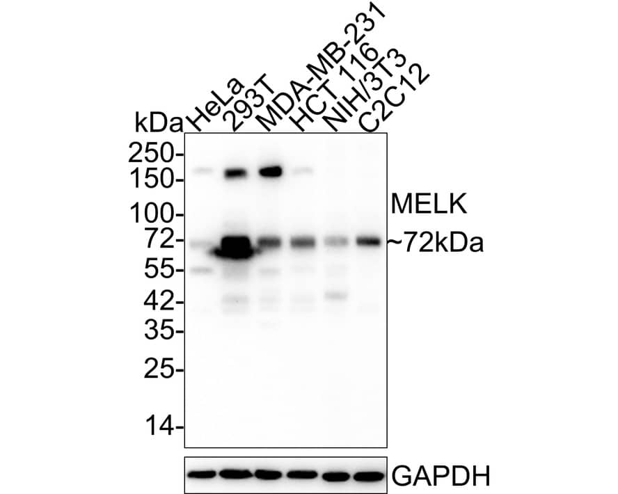 MELK Antibody (PSH03-55)