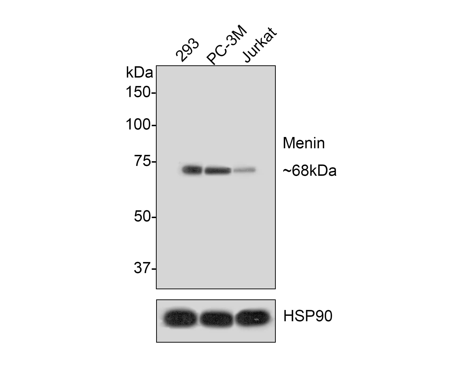 Menin Antibody (JE30-97)