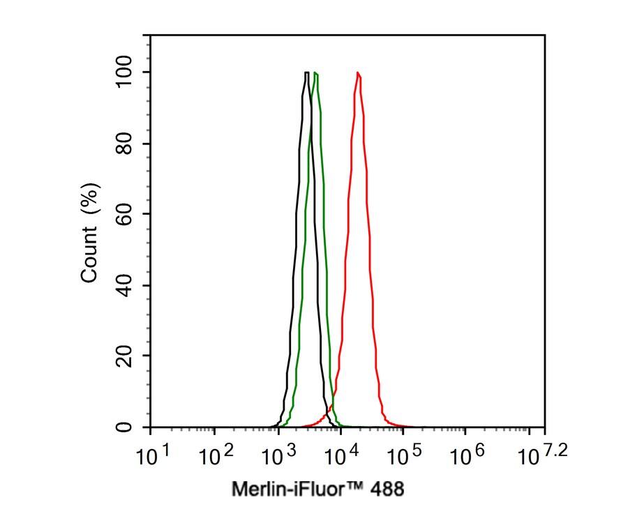 NF2/Merlin Antibody (PSH02-52)