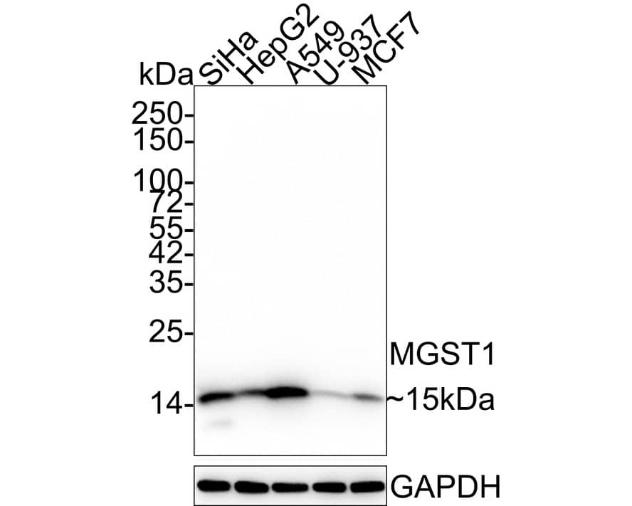 Microsomal Glutathione S-transferase 1 Antibody (14H2-R)