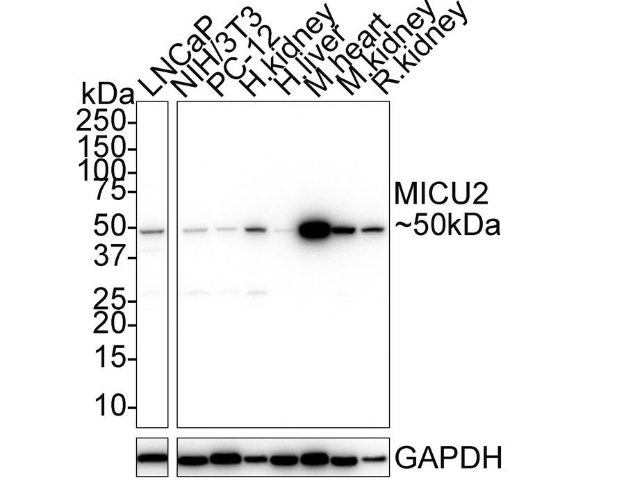 EFHA1 Antibody (PSH01-84)