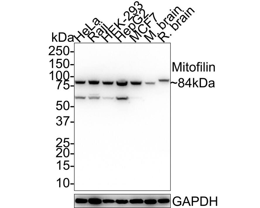 Mitofilin Antibody (PSH01-18) Western Blot: Mitofilin Antibody (PSH01-18) [NBP3-32596]