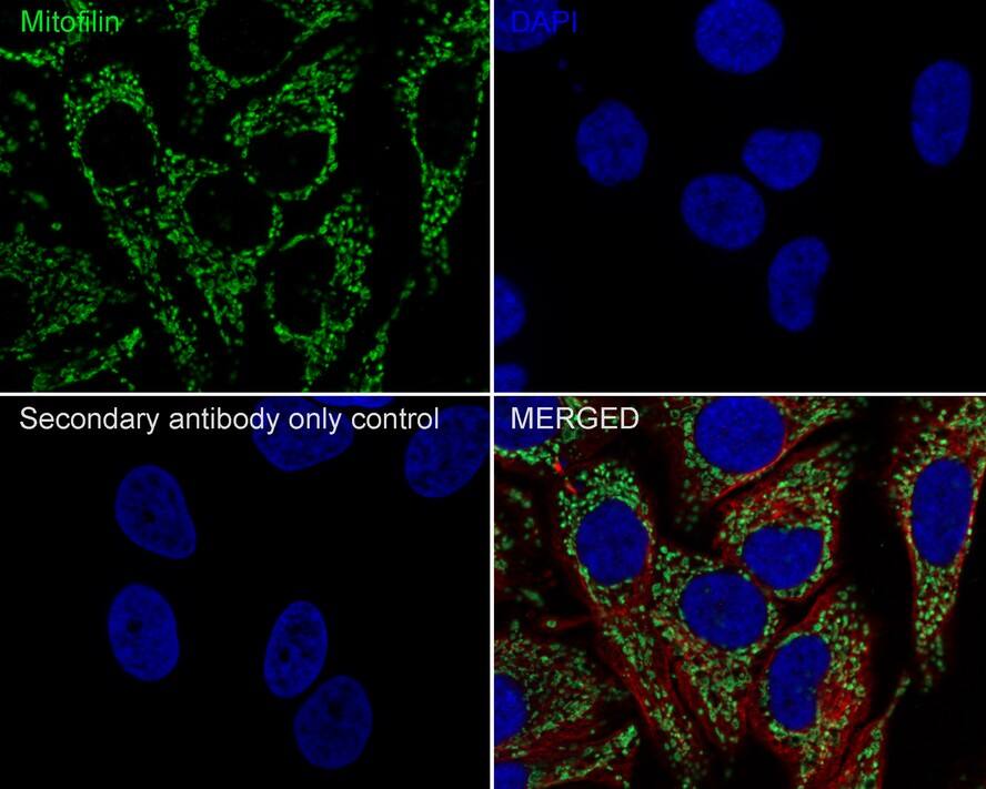 Mitofilin Antibody (PSH01-18)