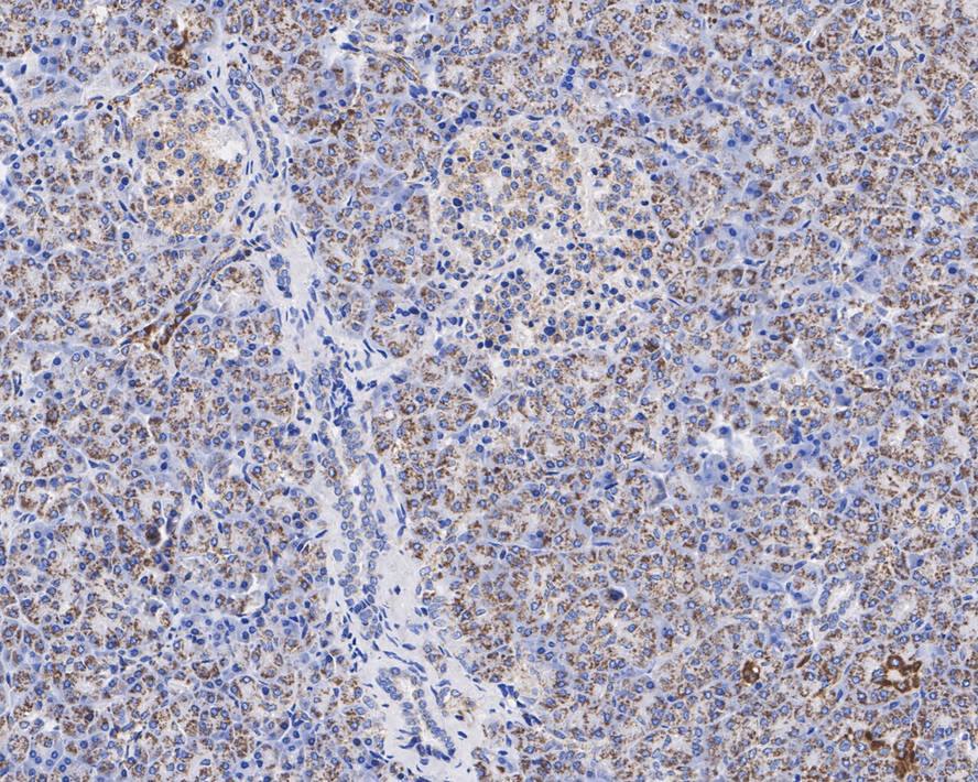 Mitofilin Antibody (PSH01-18)