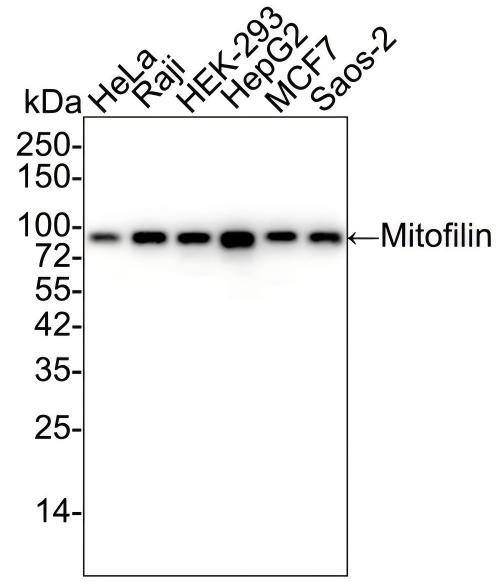 Mitofilin Antibody (PSH01-19) Western Blot: Mitofilin Antibody (PSH01-19) [NBP3-32597]