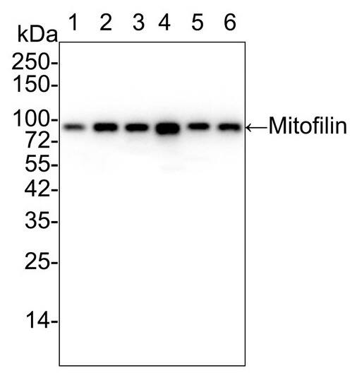 Mitofilin Antibody (PSH01-19)