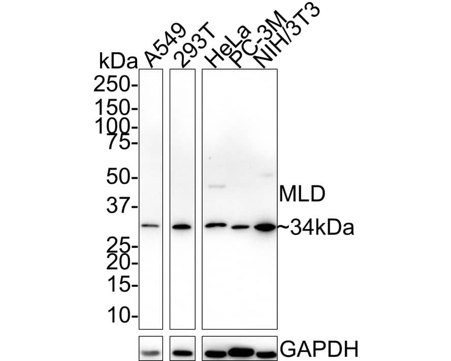 DEGS1 Antibody (PSH02-54)