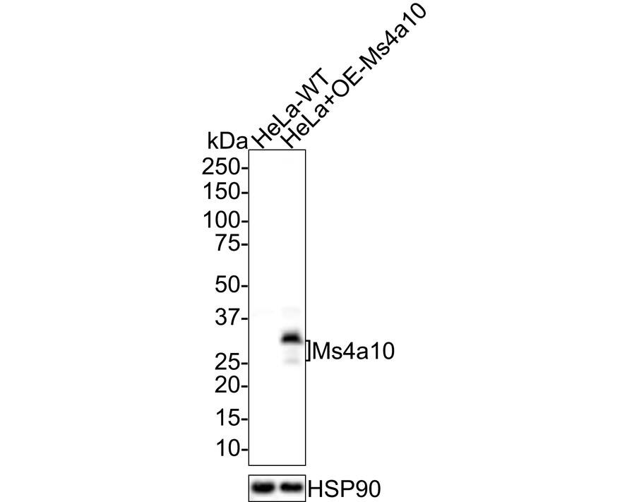 MS4A10 Antibody (PSH0-71)